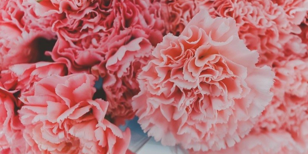 Pink Carnation Symbolism and Meaning in Love, Death & Bible