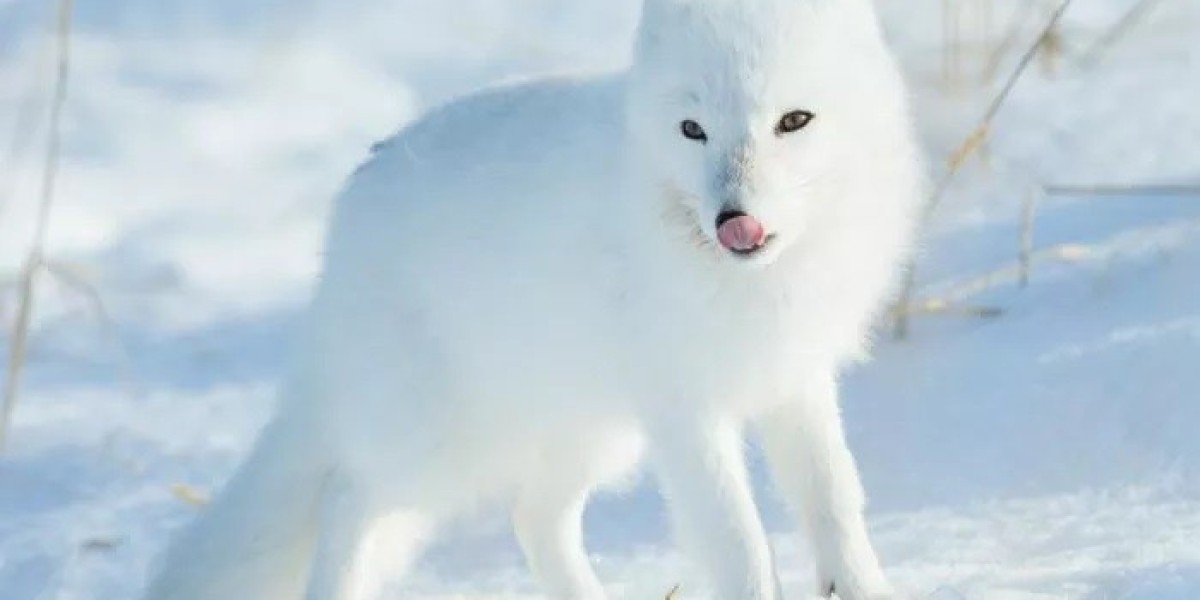 What Does an Arctic fox Symbolism?
