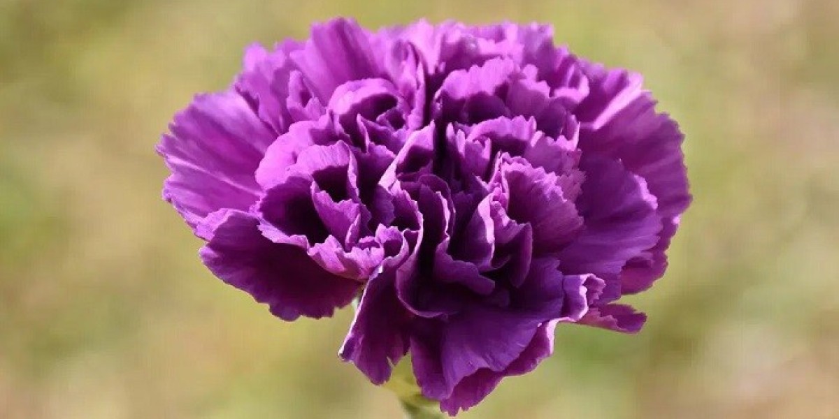 Symbolism & Colour Meaning of Carnations