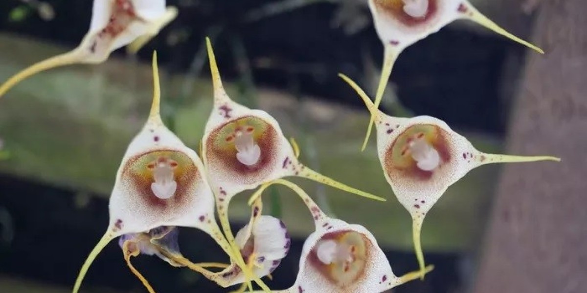 Monkey Orchid Symbolism and Meaning in Love, Death & Bible