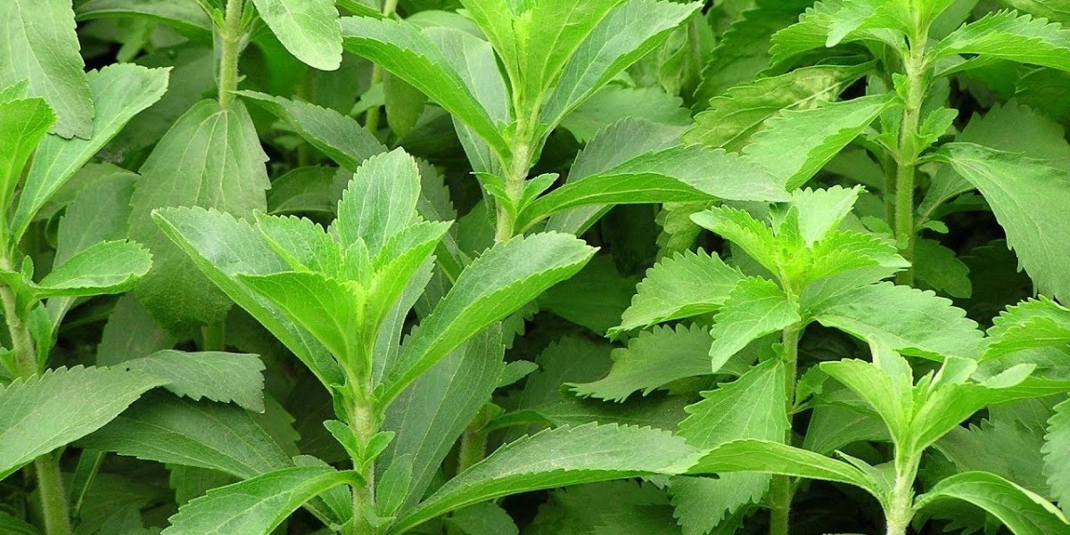 Stevia Market Size, Growth, and Strategic Outlook 2025-2032