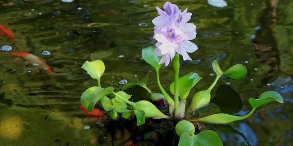 Hyacinth Lotus Symbolism and Meaning in Love, Death & Bible