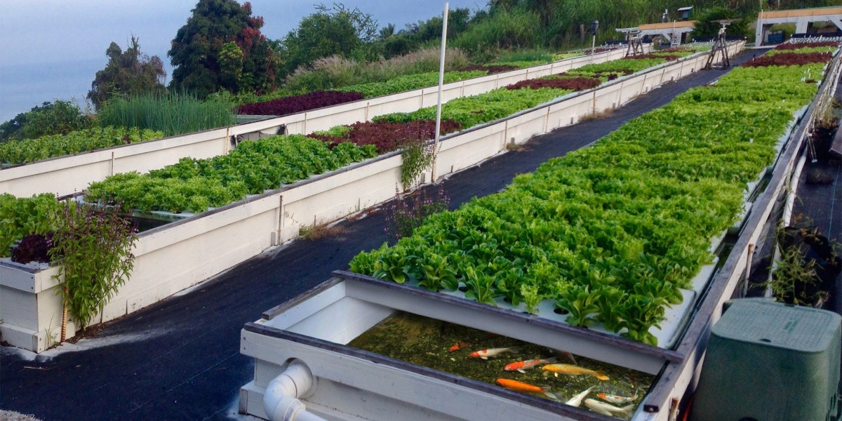 Aquaponics Market Intelligence Reveals Strategic Developments Shaping the Future of Sustainable Agriculture Worldwide
