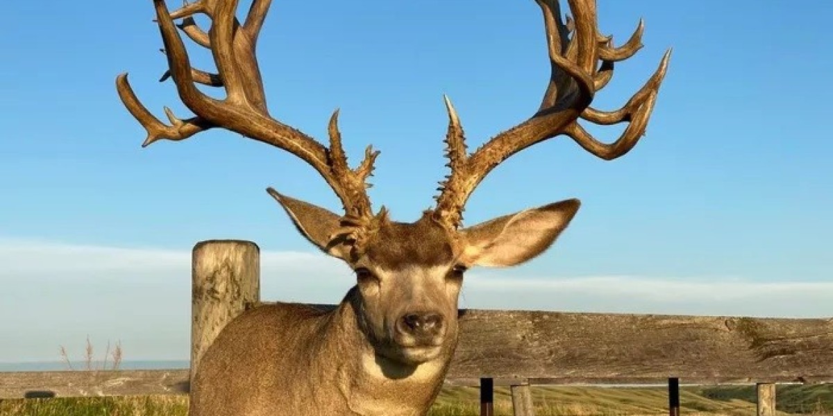 All about Mule Deer Meaning and Symbolism