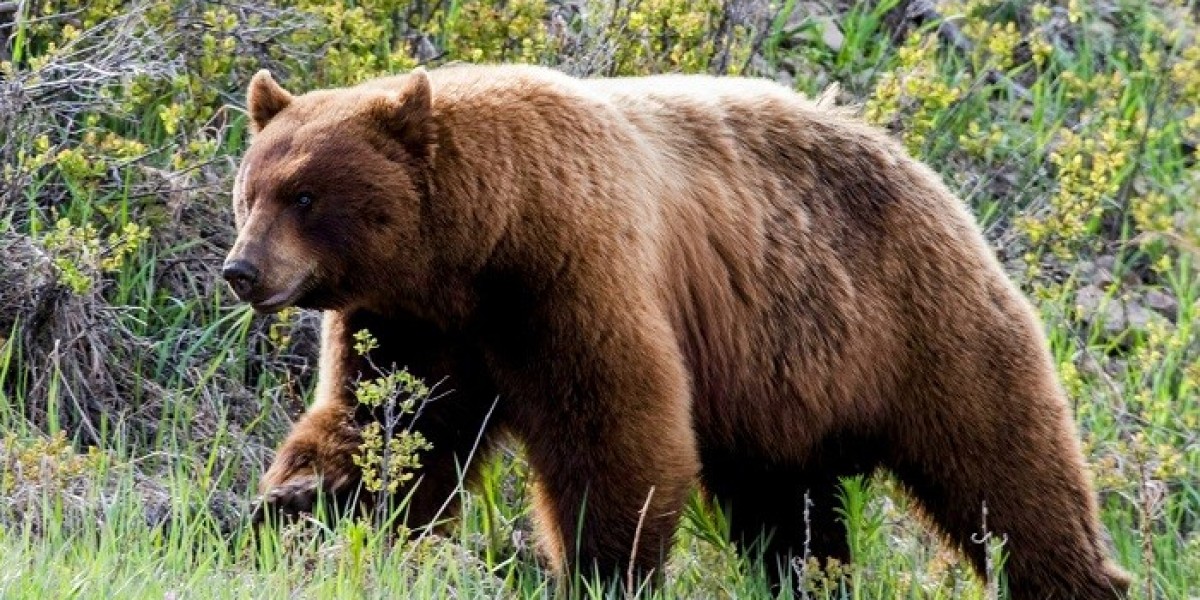 Bear Symbolism in Dreams: What It Means