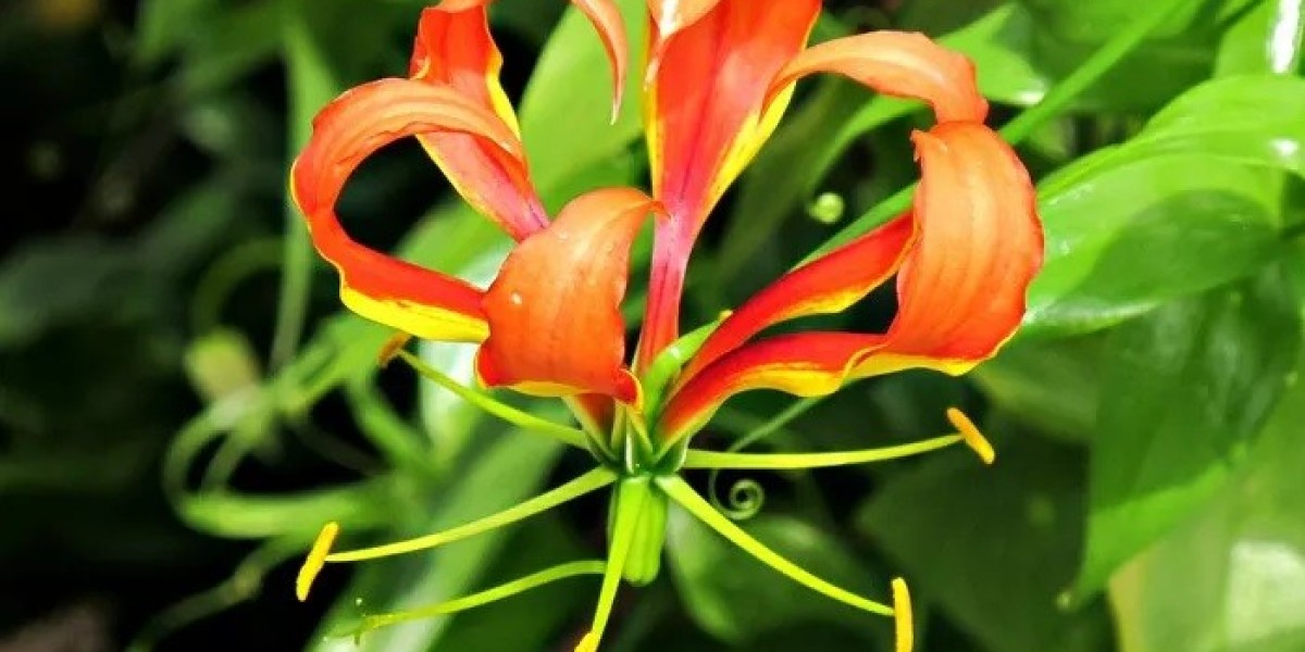 Flame Lily Symbolism and Meaning in Love, Death & Bible