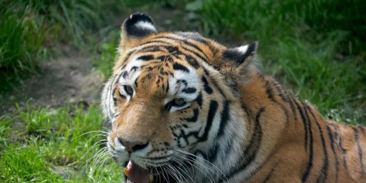 Is Tiger Symbolism Always About Aggression?
