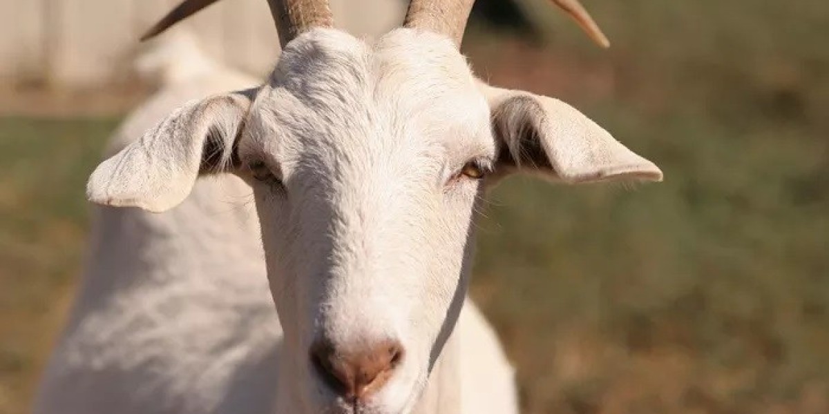 All Goat Meaning and Symbolism