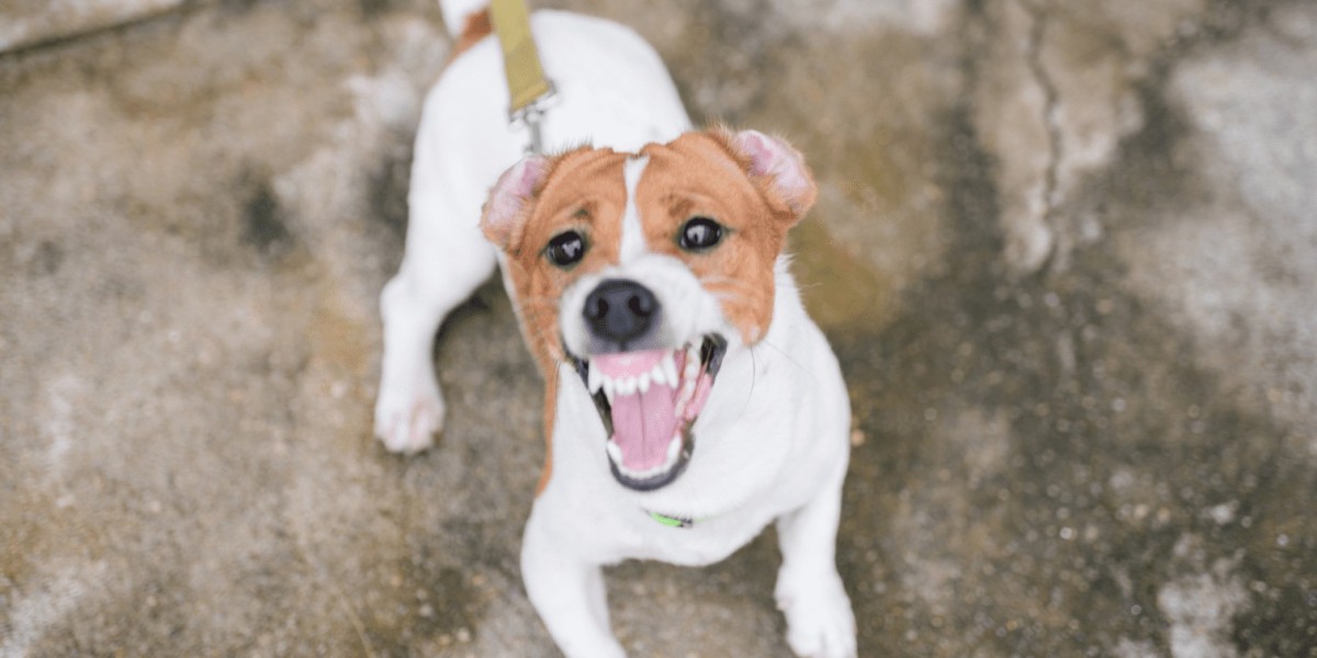 Skilled Dog Bite Lawyer Providing Aggressive Representation After an Attack