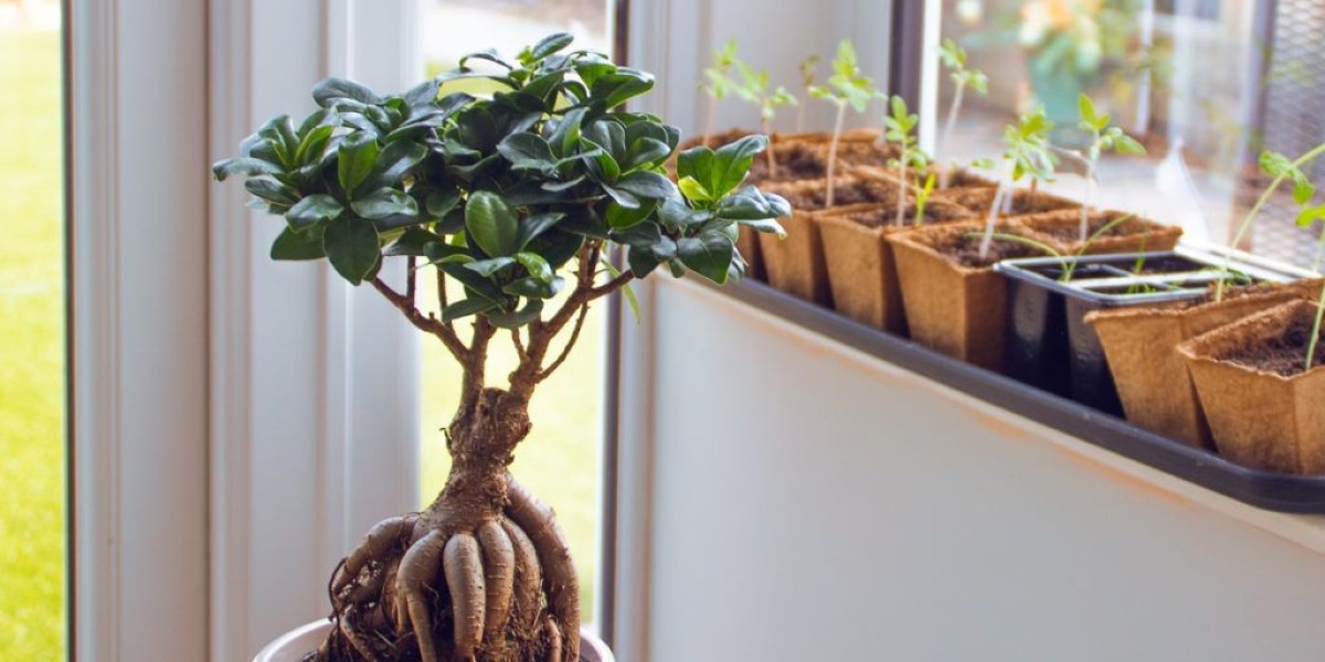 Steps To Grow Quality-Cannabis Clone Strains In Pots