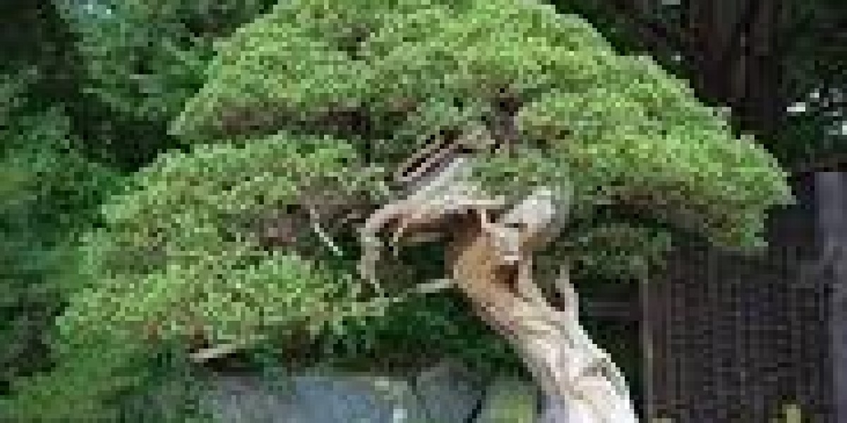 Bonsai Market value chain assessment and its impact on pricing and supply trends