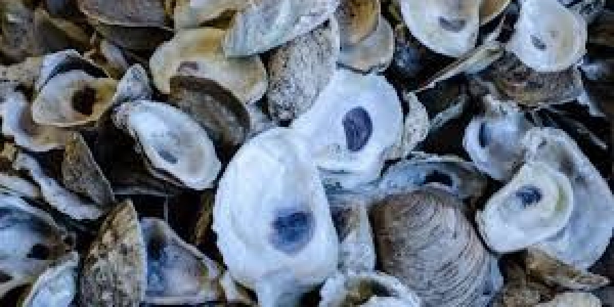 Oyster Shell Calcium Market influenced by aging population and bone health