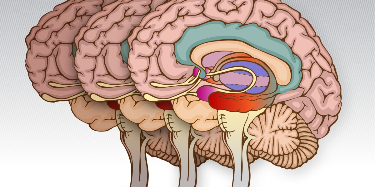 Future Outlook of the Mild Cognitive Impairment Market Size: Key Analysis and Demand Drivers
