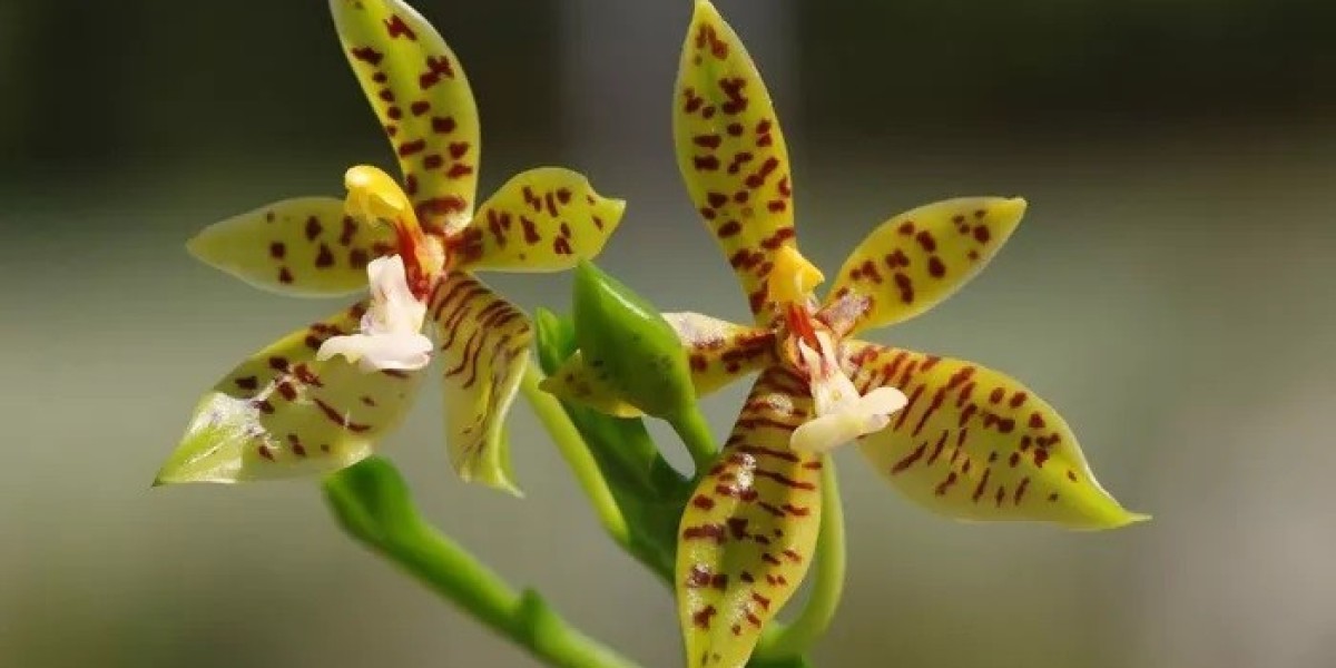 Panther Paw Orchid Symbolism and Meaning in Love, Death & Bible
