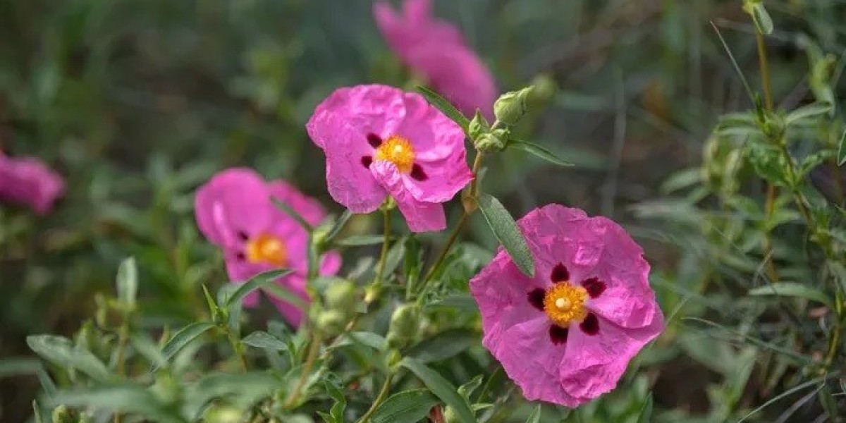 Rock Rose Spiritual Meaning and Symbolism