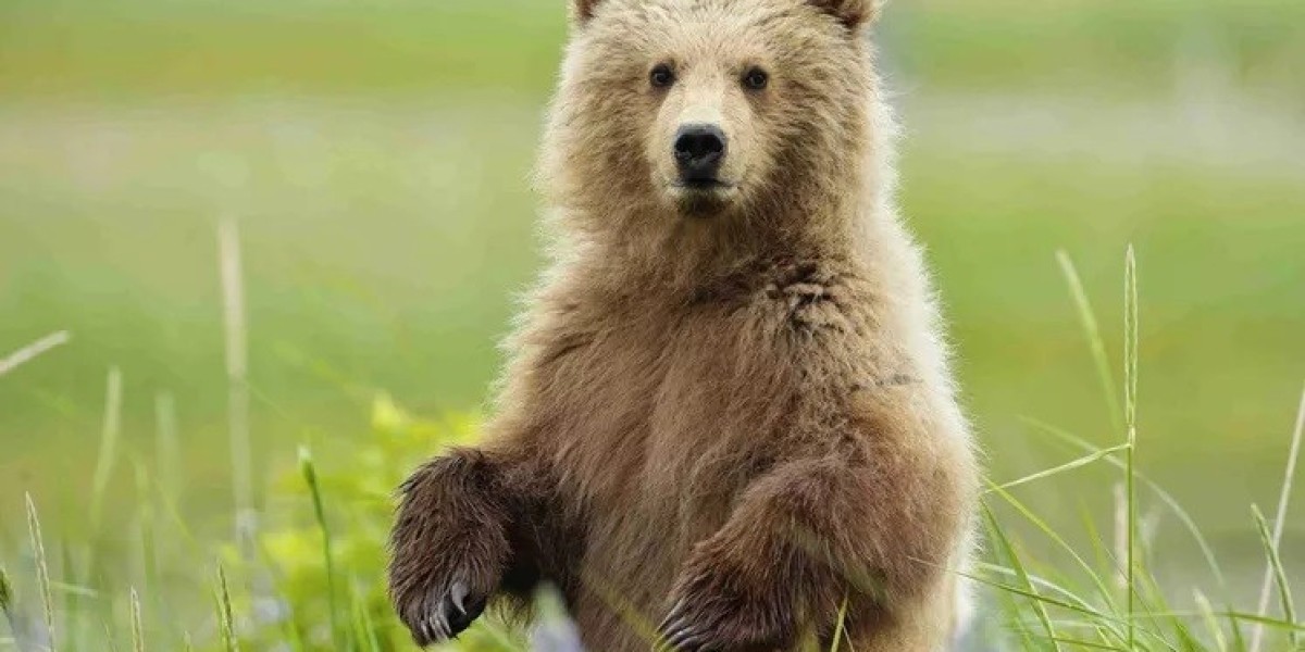 All About Brown bear Meaning and Symbolism