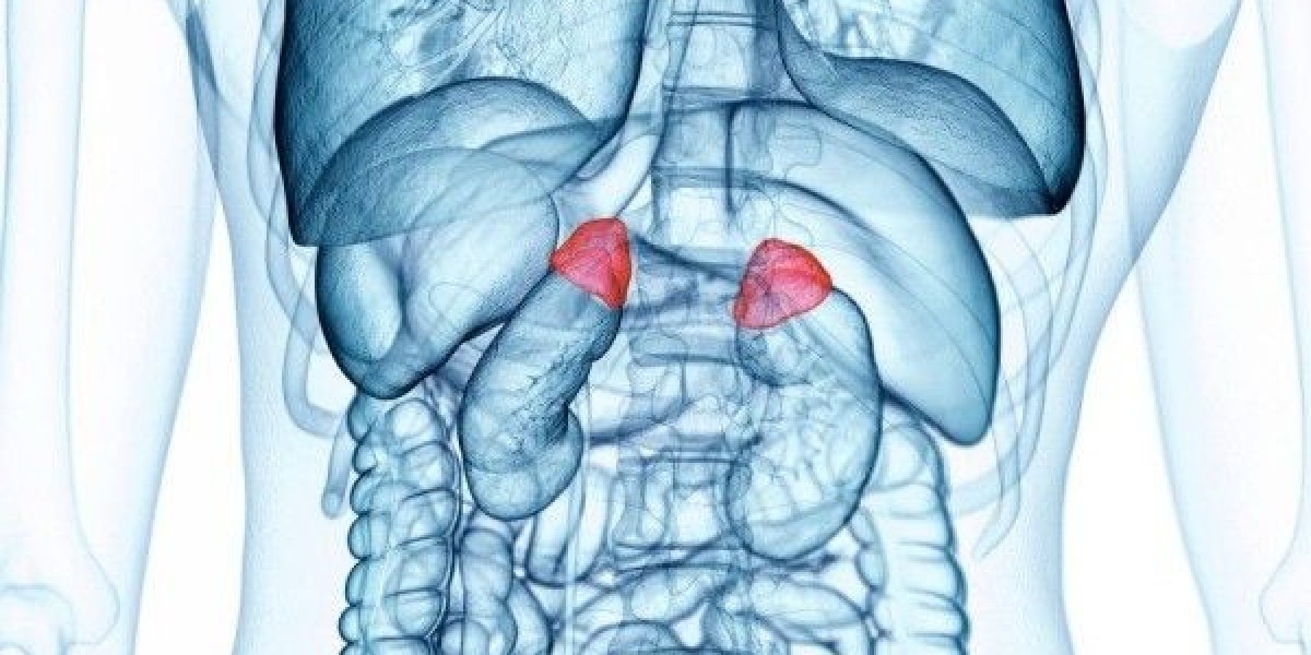 Acrocallosal Syndrome Market: Size, Trends, and Growth Dynamics to 2032