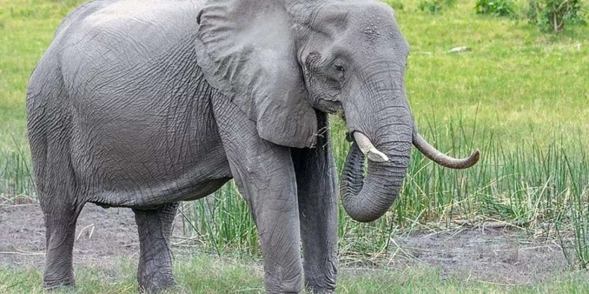 121+ Grey Elephant Jokes That Will Make You Laugh Your Trunk Off