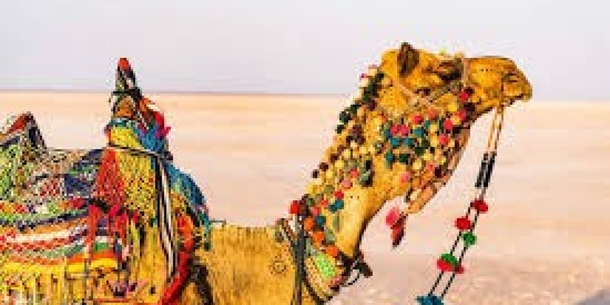 Explore the Magic of Two Distinct Worlds: Rann of Kutch Tour Packages and Egypt Tour Packages