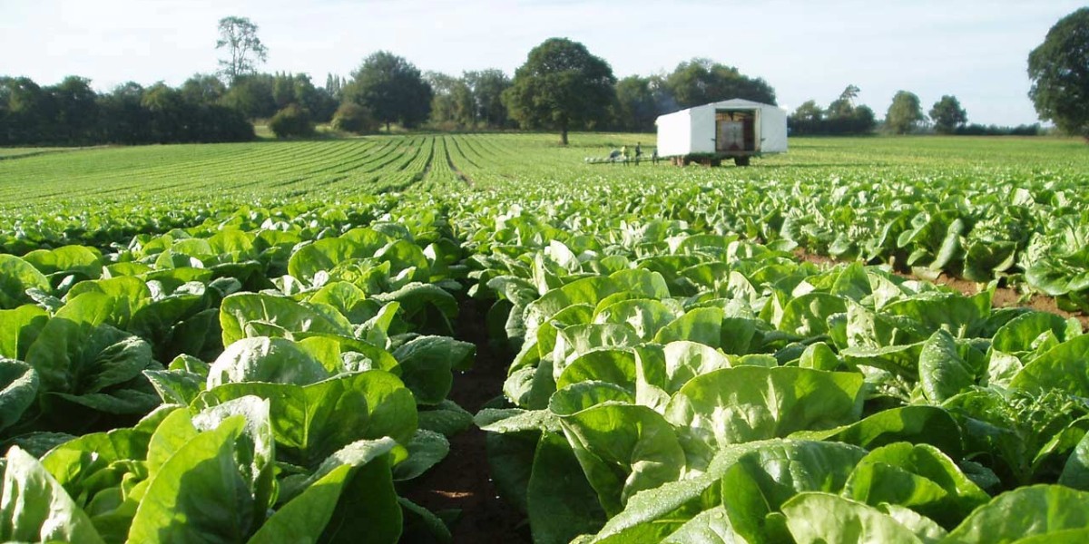United Kingdom Organic Farming Market: Trends, Growth, and Future Prospects