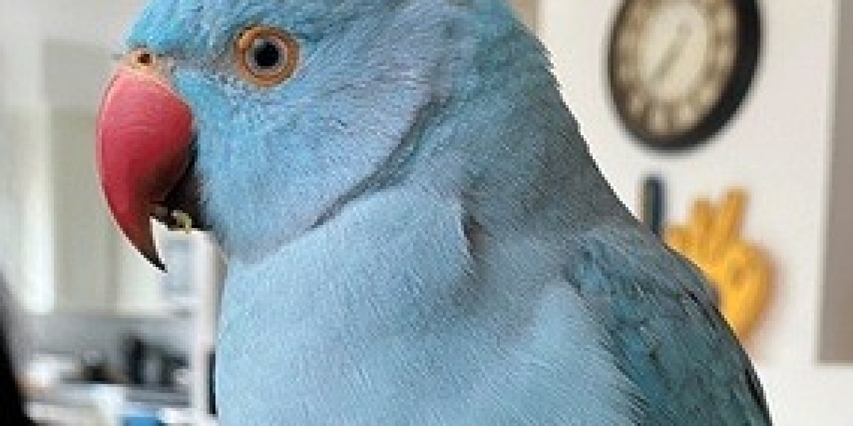 How Often Do Parrots Get Lost?