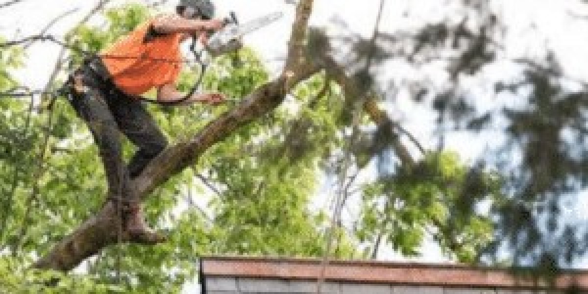 Tree Removal: Everything You Need to Know Before Cutting Down a Tree