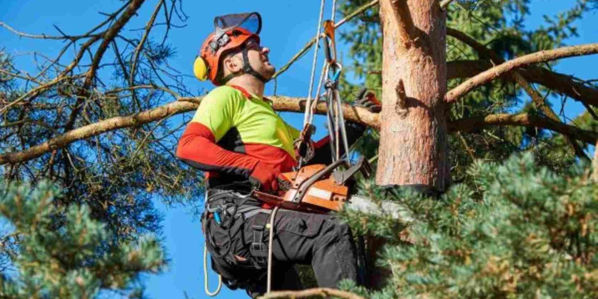 The Ultimate Guide to Tree Service: Everything You Need to Know