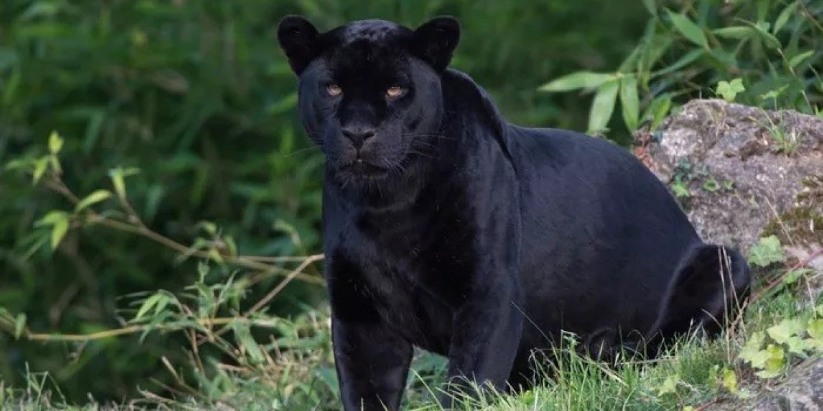 All about Black Jaguar Meaning and Symbolism