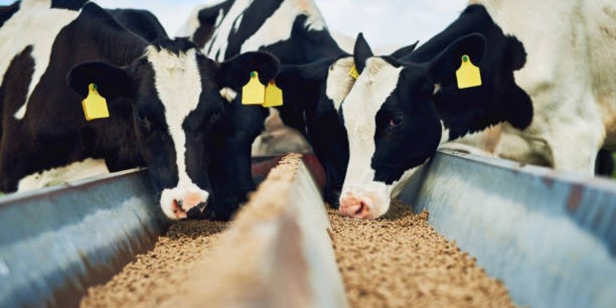 Cattle Feed Market Size and Share Analysis with Forecasted Growth