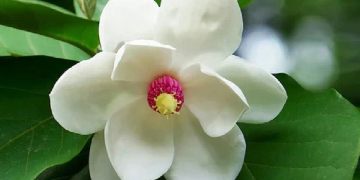 Magnolia Flowers, Its Symbolism and Meanings