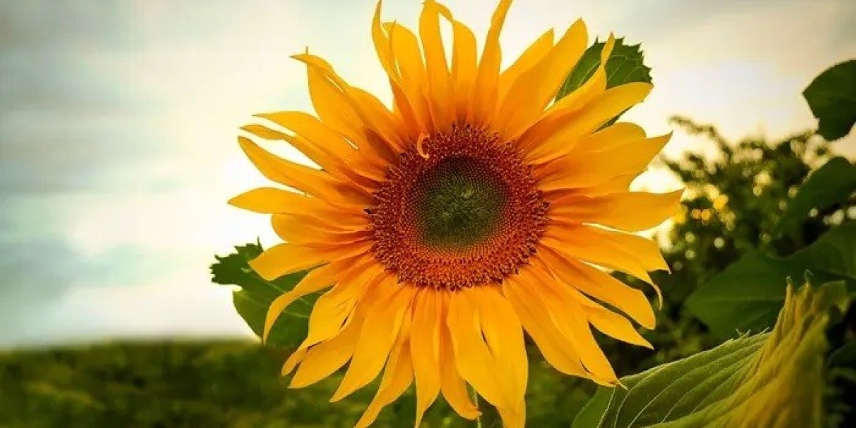 Sunflower Flower Spiritual Meaning and Symbolism