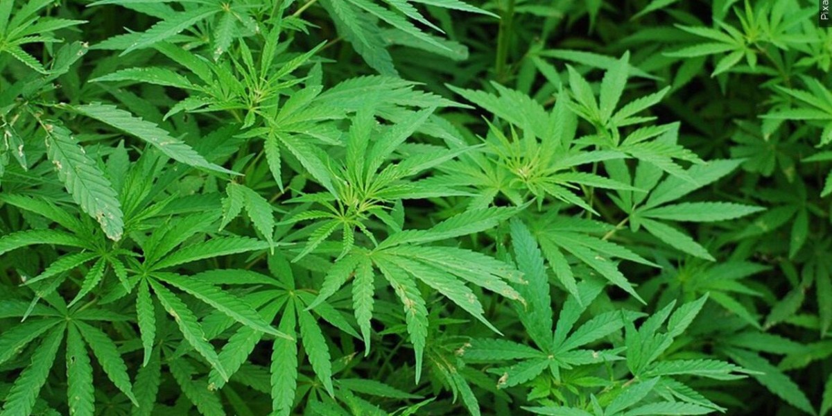 Global Legalized Cannabis Market: Balancing Growth with Public Health Concerns
