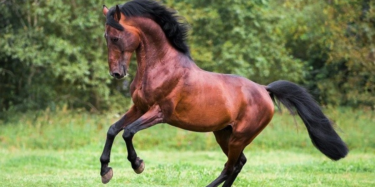 50 Horse Quotes to Inspire You
