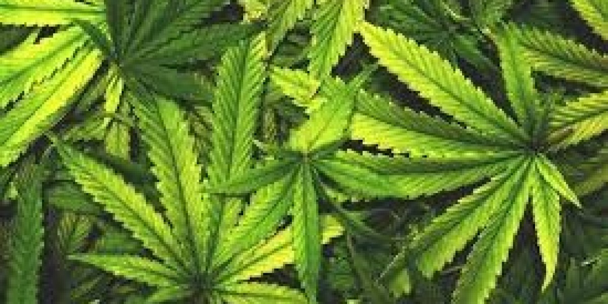 Global Cannabis Industry Analysis and Market Forecast Trends for the Years 2022 to 2032