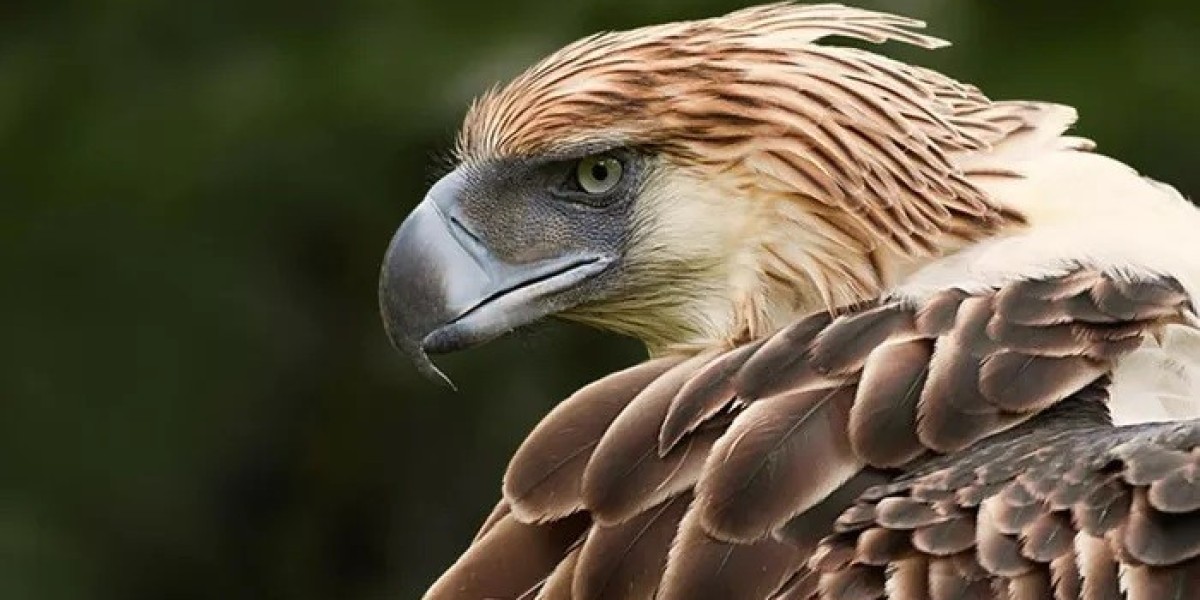 45 Philippine Eagle Quotes, Sayings, and Proverbs