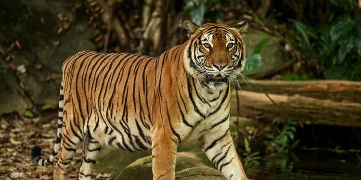 All about Malayan Tiger Meaning and Symbolism