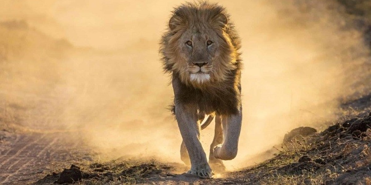 50 Lion Quotes to Make You Live Positively