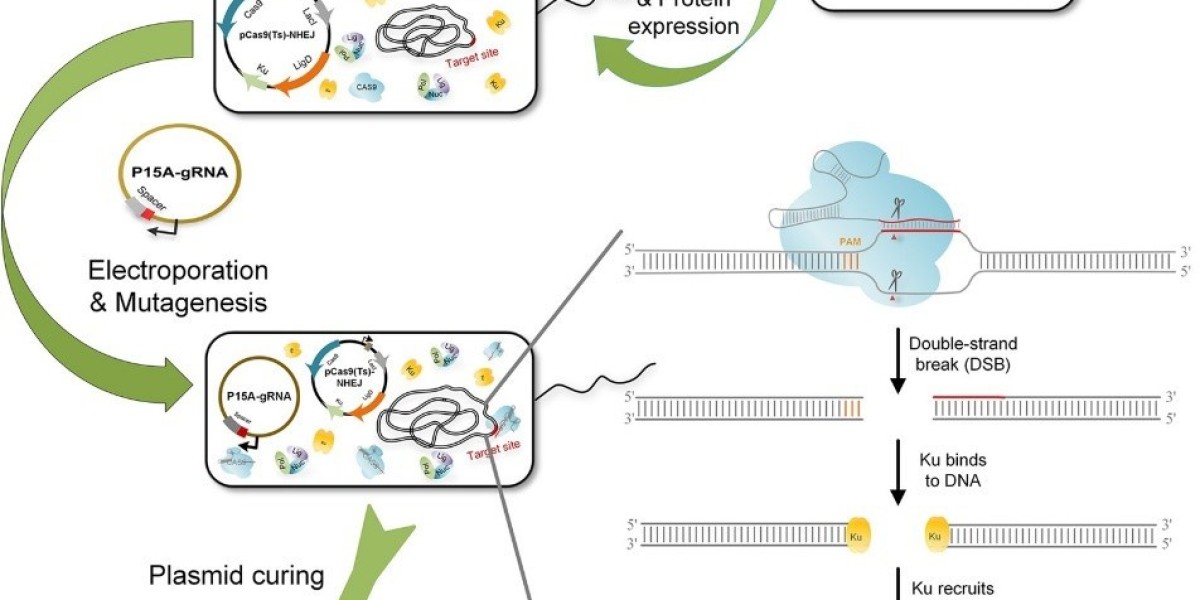 Advanced Microbial Genome Editing Services to Accelerate Bio-research