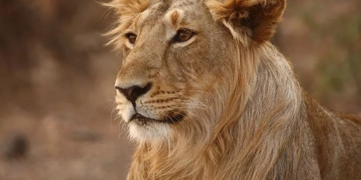 42 Asiatic Lion Quotes, Sayings, and Proverbs