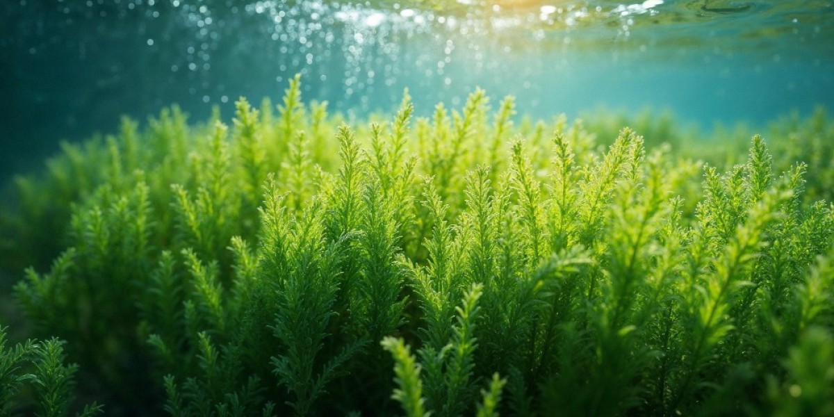 Riding the Green Wave: Seaweed Extracts Market Set for Sustainable Growth