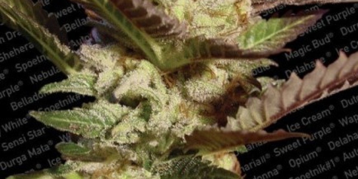 Discover Premium Medical Cannabis Seeds at The Clone Conservatory