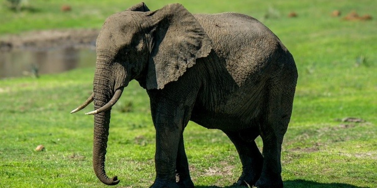Elephant: Symbol of Good Luck and Protection in India