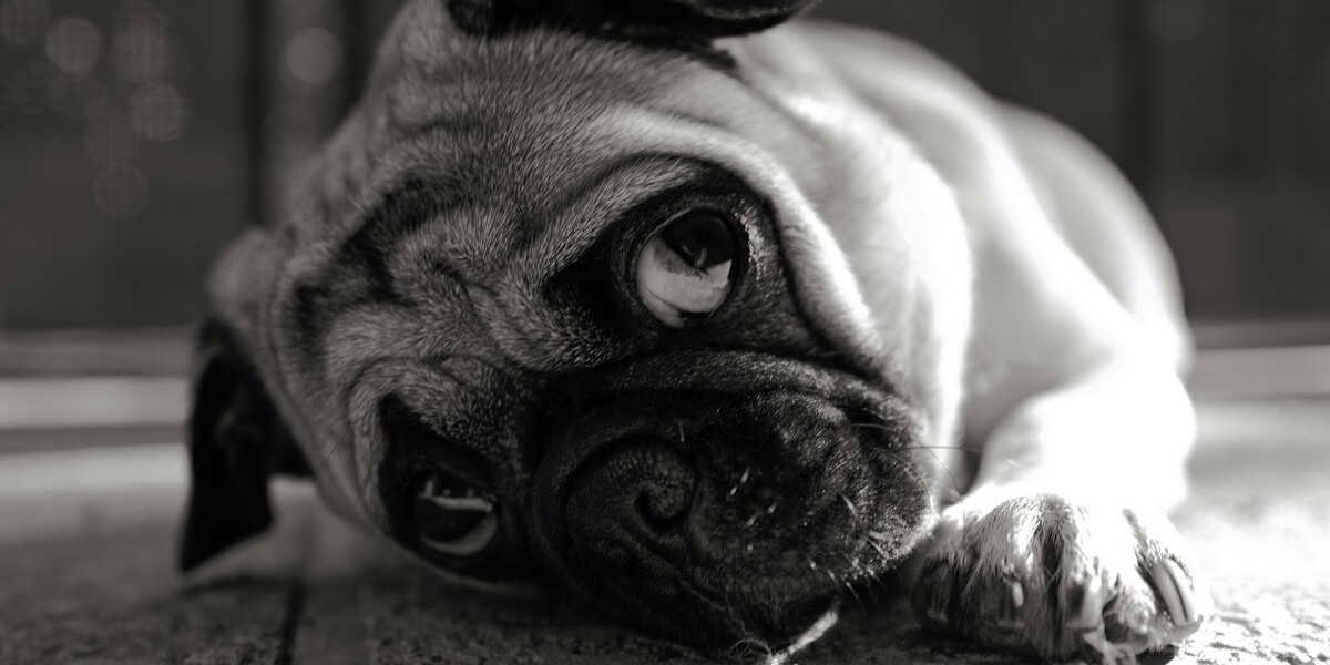French Bulldog Health Issues: What Owners Need to Know