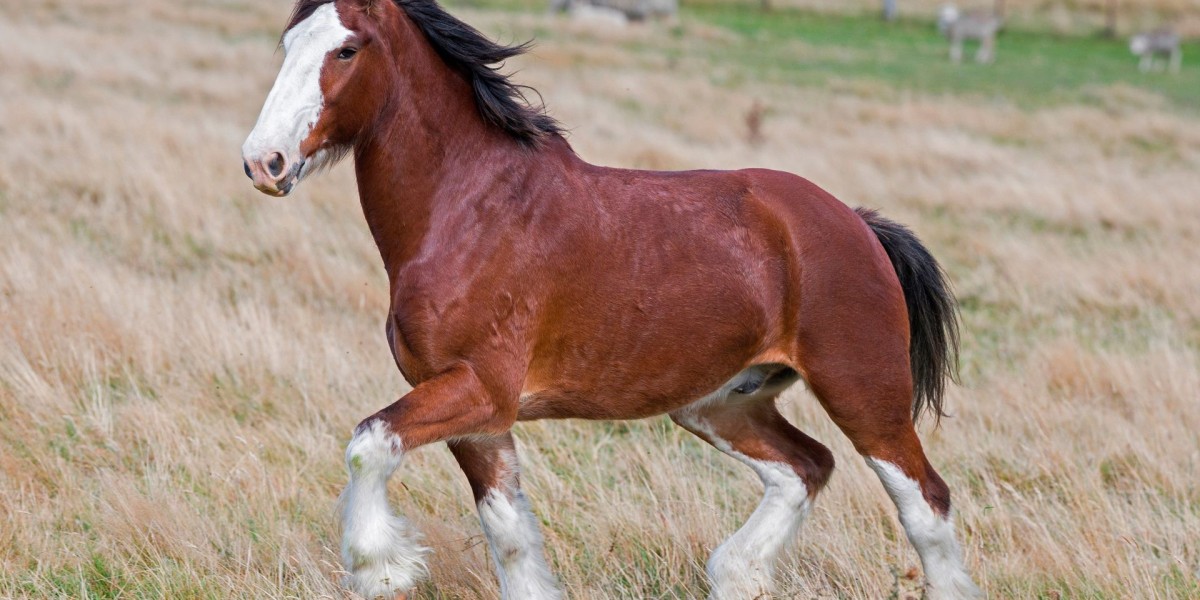 50 Beautiful Horse Quotes for Horse