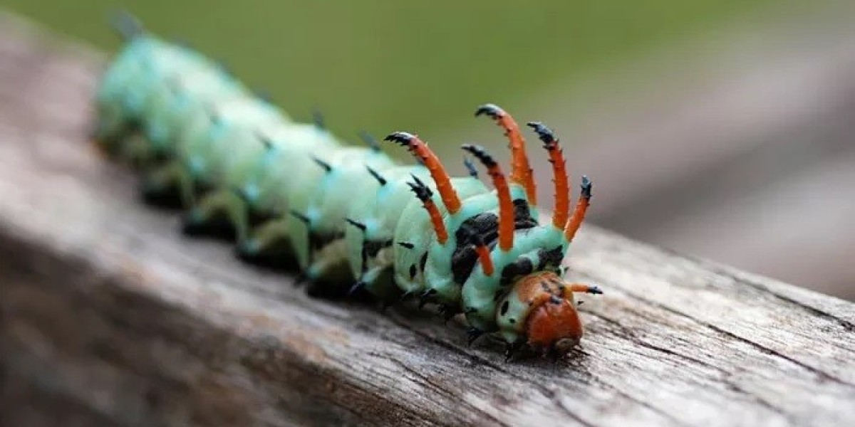35 Horned Caterpillar Quotes, Sayings, and Proverbs