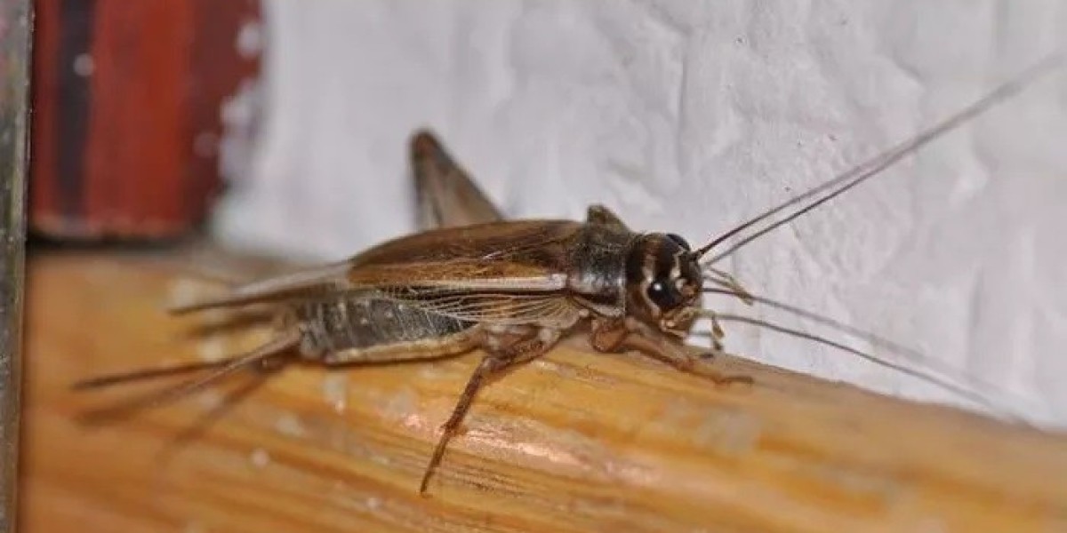 30 House Cricket Quotes, Sayings, and Proverbs
