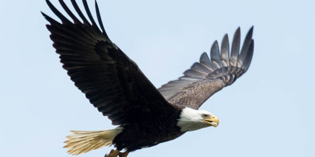 50 Eagle Quotes | Symbol of Freedom and Bravery