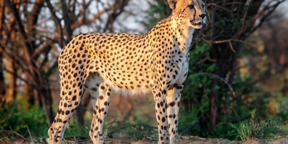 What Does It Mean If You Have a Spirit Animal?