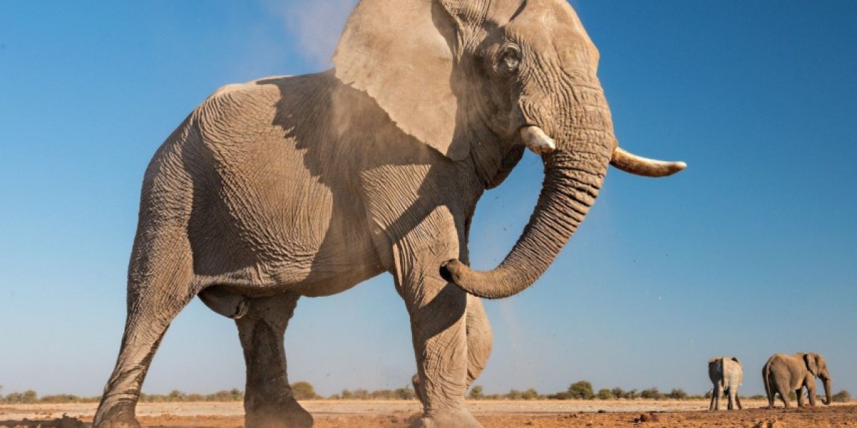 60 Elephant Heartwarming Quotes to Melt Your Heart!