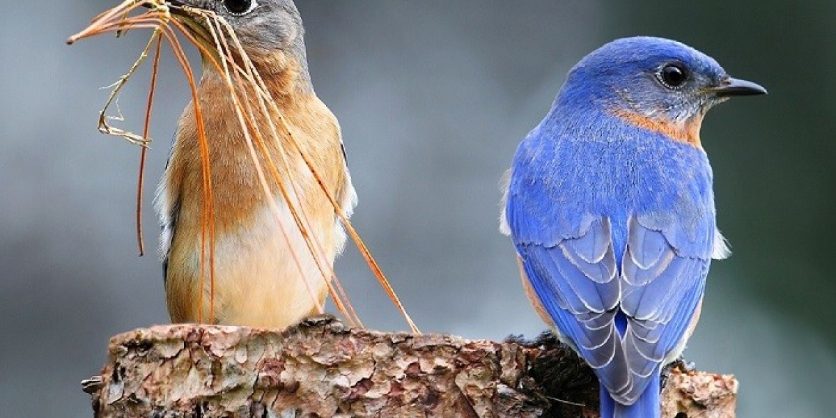 Bird Symbolism: Brave, Free, and More